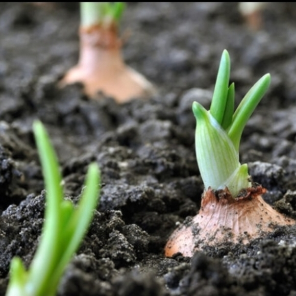 Pure worm castings - Picture 2 of 5